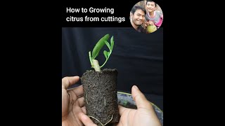 How to growing citrus cuttings
