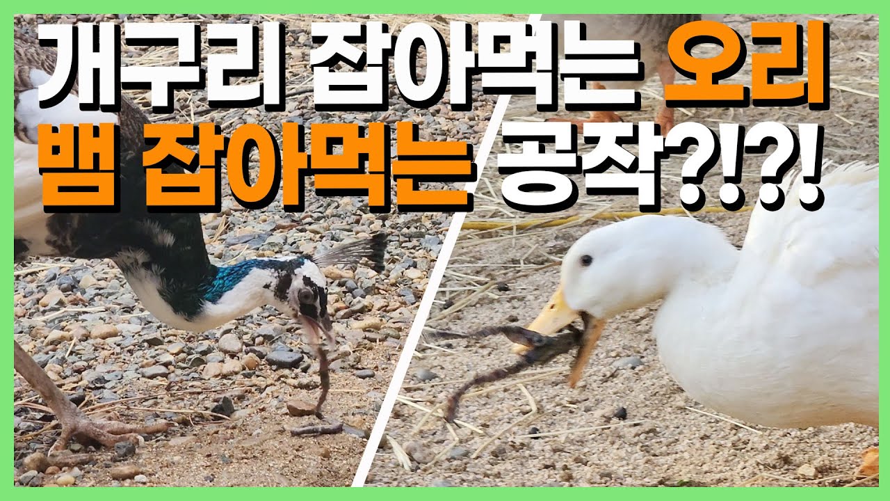 이것이 자연의 먹이 사슬?! - YouTube