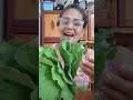 você conhece essa planta? #plantas