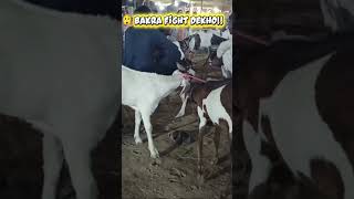 😲 Bakra Fight Dekho! | Anaya & Abdul Moiz Reaction | Buri Baat 🐐