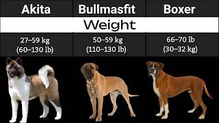 Bullmasfit VS Boxer VS Akita Dog Breed Comparison