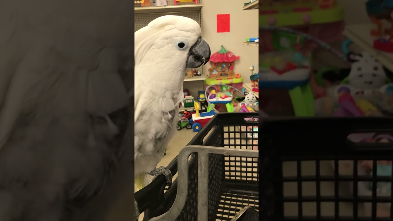 Cockatoo Shopatoo - First trip in a while! Benji's in the toy aisle...