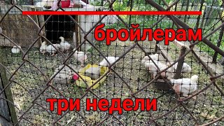 🐔🐥🐥ЦЫПЛЯТАМ БРОЙЛЕРАМ 21 день. ЧЕМ КОРМЛЮ, ЧЕМ ПРОПАИВАЮ. ВЫРАЩИВАНИЕ БЕЗ АНТИБИОТИКОВ