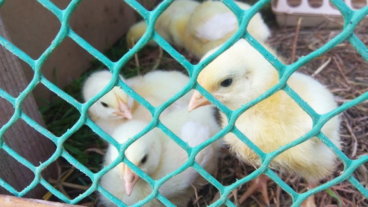 бройлеры содержание в уличной переноске