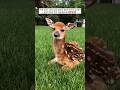 The man rescued baby deer from water and then this happened #shorts