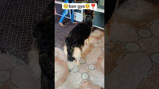 ❣️🥺 #germanshepheard #dog #trending #funny #shorts ##pets #vlog #viral #reels #youtubeshorts #dobie