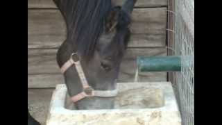 Ταιστρα Αλογου Αυτοματη Xrkoyr .Gr