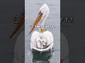 Why Pelicans Gather Here Every Year