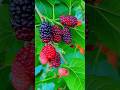 beautiful testy natural fruit 😍 🧑‍🌾🍒#agriculture #farmlife #nature #video #algorithm #automobile #me