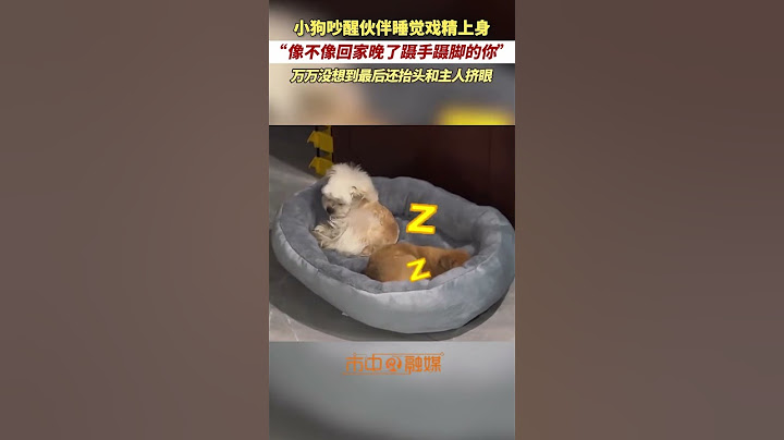 小狗吵醒伙伴睡觉戏精上身，万万没想到最后还抬头和主人挤眼。网友：像不像回家晚了蹑手蹑脚的你。🤣 #搞笑 #dog #shorts #funny #cute