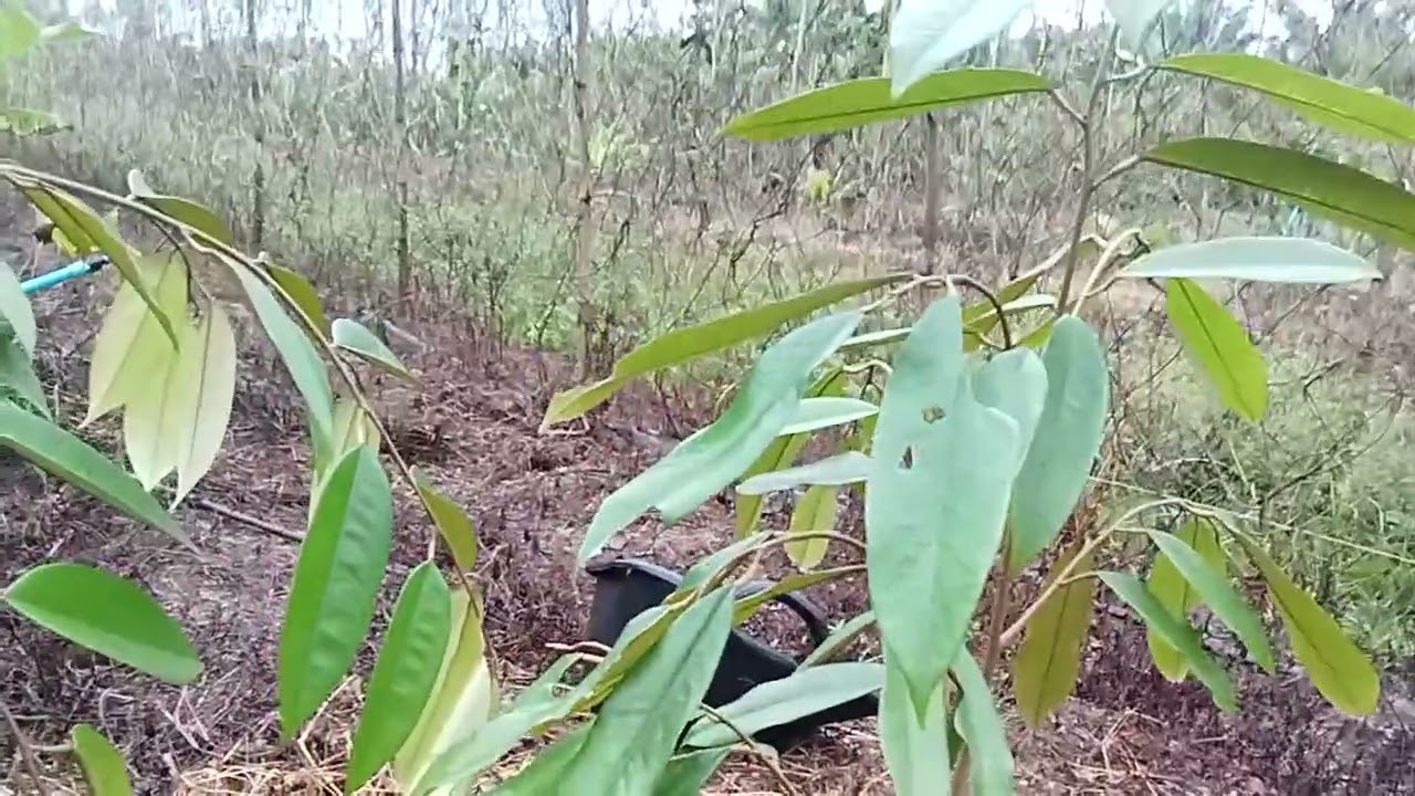 ปลูกทุเรียนอย่าท้อปลูกอย่างไรให้รอด