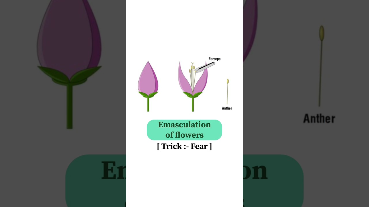 Emasculation of flowers 🌺 || 