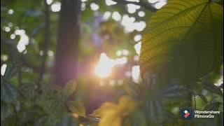 LEMON TREE-Shania Yan ( cover )