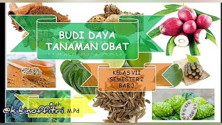 BUDI DAYA TANAMAN OBAT | PRAKARYA BAB 3 SEMESTER 2 screenshot 5