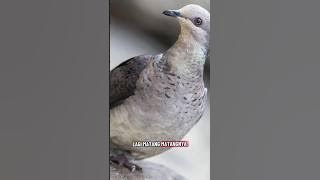 Burung Uncal Loreng | Si Cantik Dari Hutan Gunung