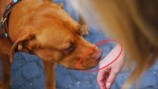 Do Random Dogs Often Come up to You? Here Is Why