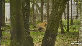 Jasmine and Dutchess tiger at Big Cat Rescue.