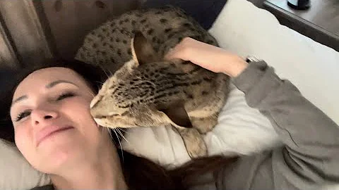 Watch the video about Big F2 Savannah Cat Kumba Giving Me Kisses.