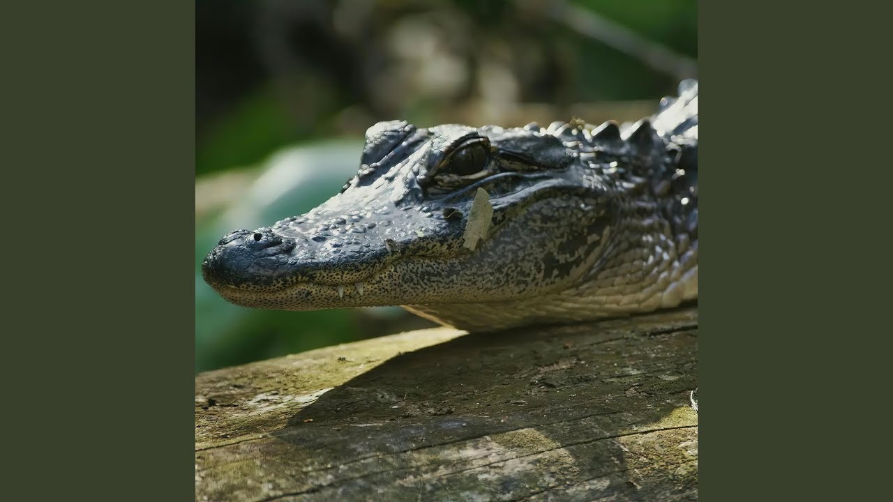 Abby Is the Queen of Farts (Abby Poop)