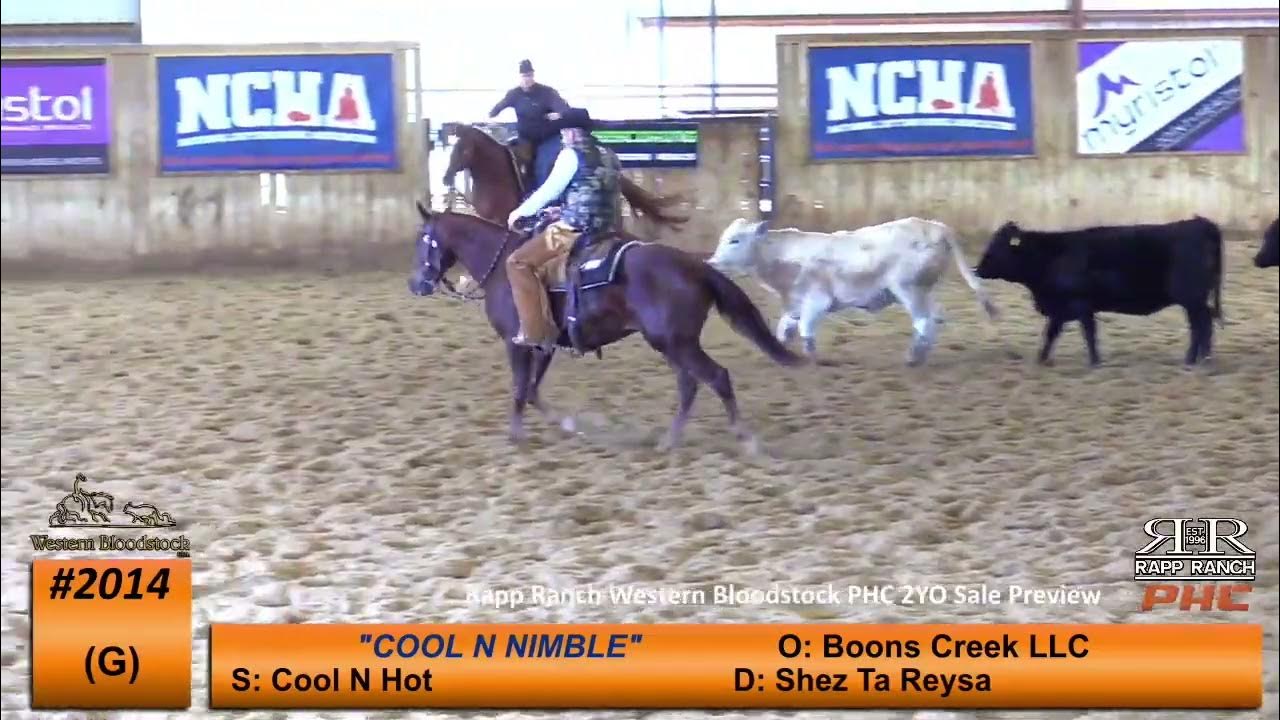 Lot 2014 COOL N NIMBLE Rapp Ranch Western Bloodstock PHC Sale Preview