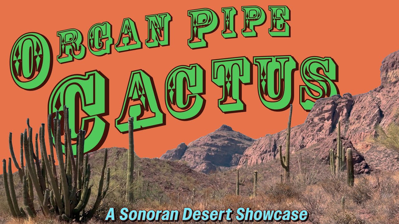 Organ Pipe Cactus: A Sonoran Desert Showcase