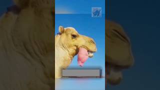 Why do Camels vomit their internal organs during the day? Did you know?#facts #amazingfacts #amazing