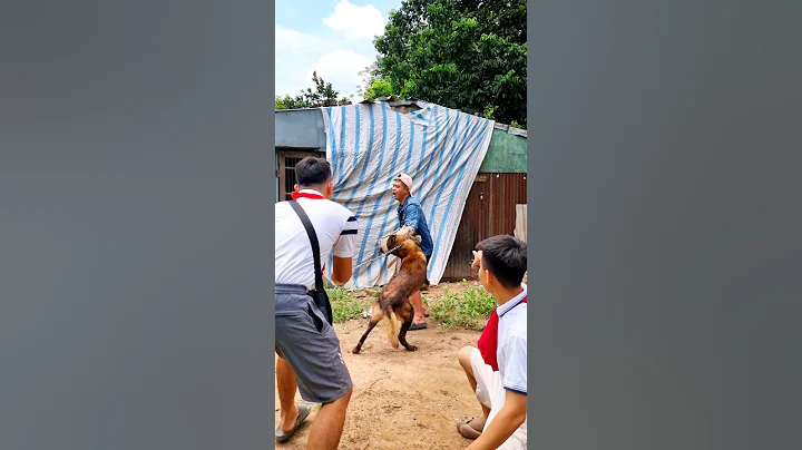 Ngày đầu khai giảng đã bị bắt nạt phải nhờ chó Malinois bảo vệ #malinois #becgiebi #dog #becgie