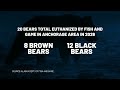 Fish and Game euthanized 20 bears in the Anchorage area this year as bear activity increased