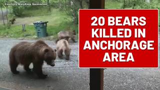 Fish and Game euthanized 20 bears in the Anchorage area this year as bear activity increased screenshot 4