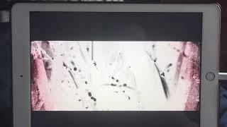 Wish Upon - Tubi Intro