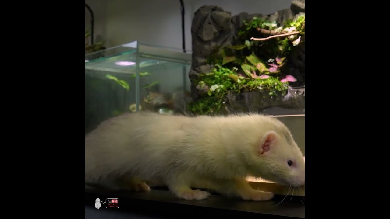 Plastic Daiso Model BOX AQUATERRARIUM 
