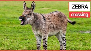 Britains Second Ever Zonkey Born On Somerset Farm