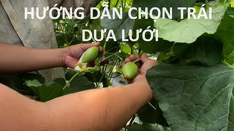 kỹ thuật dưa lưới-hướng dẫn tuyển trái dưa lưới sao cho đạt nhất