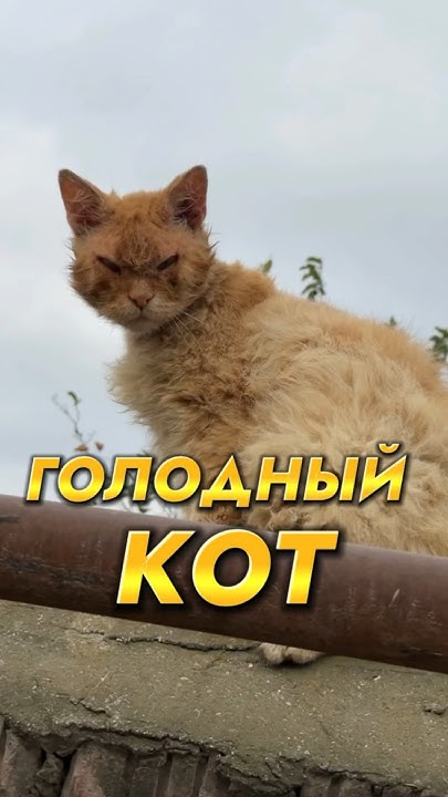 Голодный кот