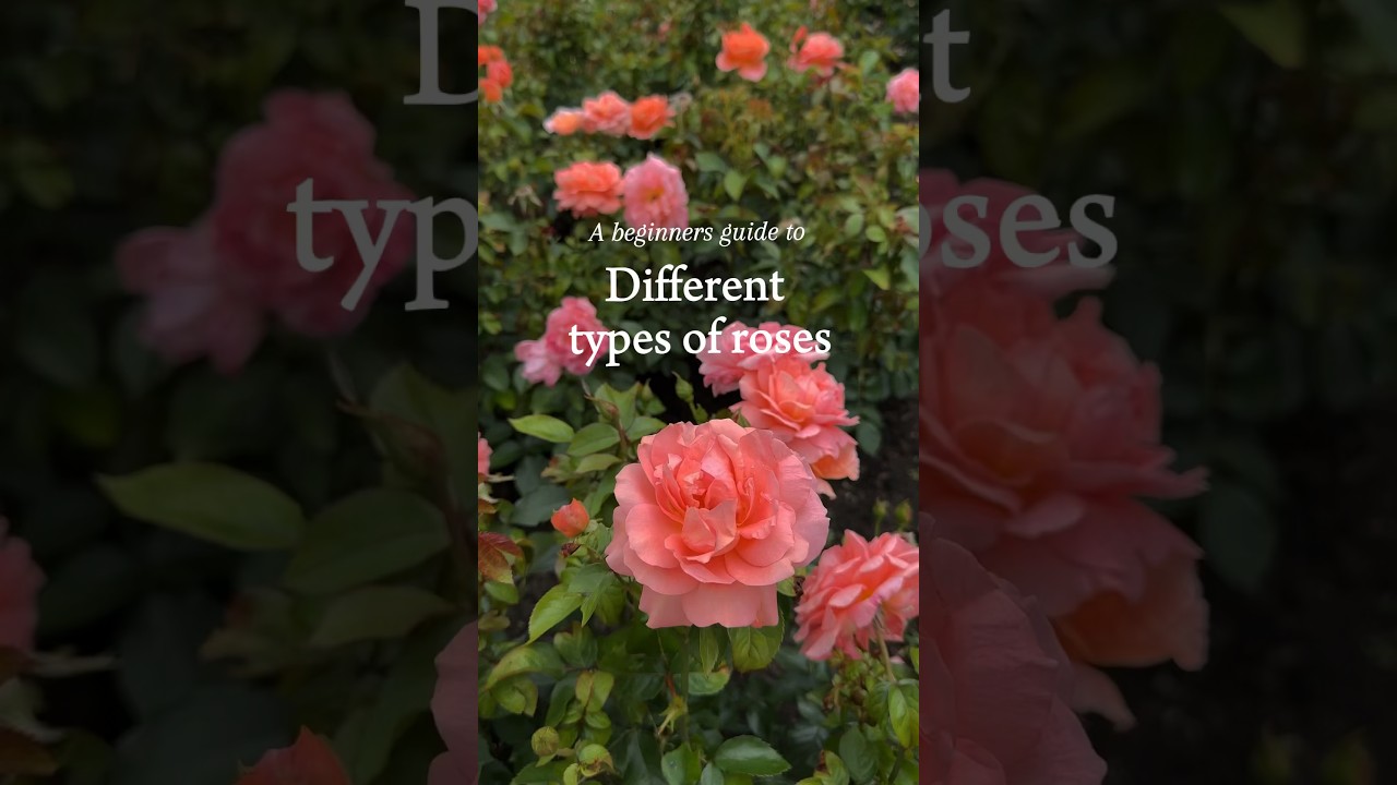 Your guide to the best roses for your garden 🌹 