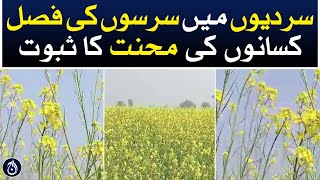 Mustard crop in winter is proof of farmers hard work - Aaj News