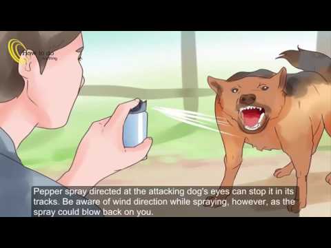 How To Protect Yourself From Dogs While Walking You How To Protect Yourself From Dogs While Walking