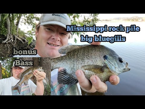 Big bluegills on Mississippi rock pile with bonus Bass.