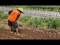 SATISFYING FARM WORK: CLEARING OVERGROWN WEEDS WITHOUT CHEMICALS! - Agriculture Gardening