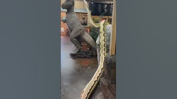 Giant Snake Exercise! #shorts #viral #trending #shortvideo