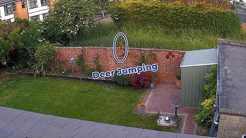 Reolink Captures: Deer Jumping
