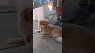 Tibetan Spaniel PupRare Monk's Guard & Friend Breed Internet Friends