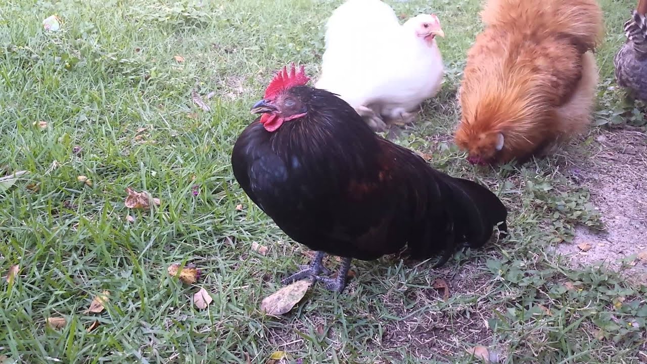 mom chicken is sick - YouTube