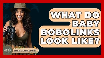 What Do Baby Bobolinks Look Like? - Bird Watching Diaries