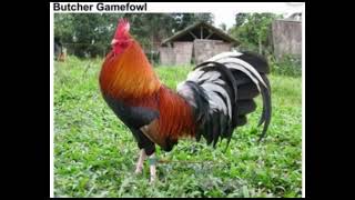 The Dangerous Gamefowl Bloodlines