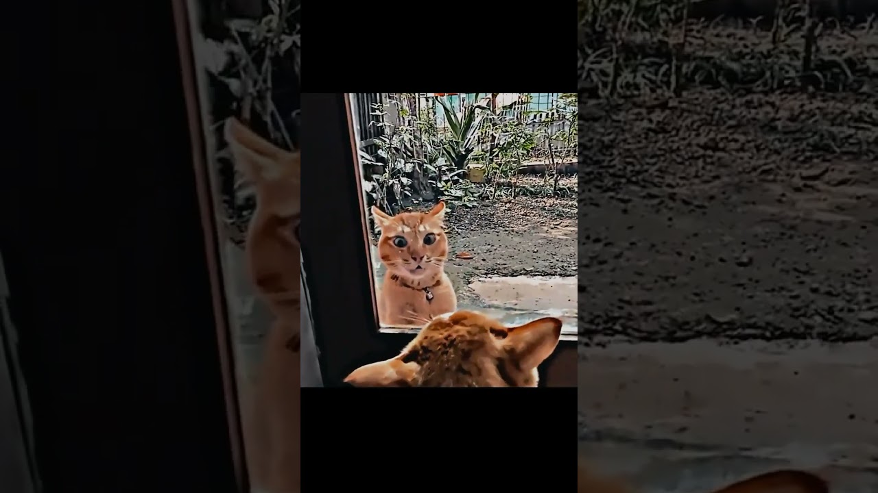 dubbing kucing lucu ~ berantem || tole tot