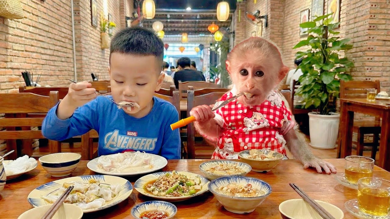 A Warm Morning Together — Baby Monkey Lulu Enjoys a Cozy Family Breakfast