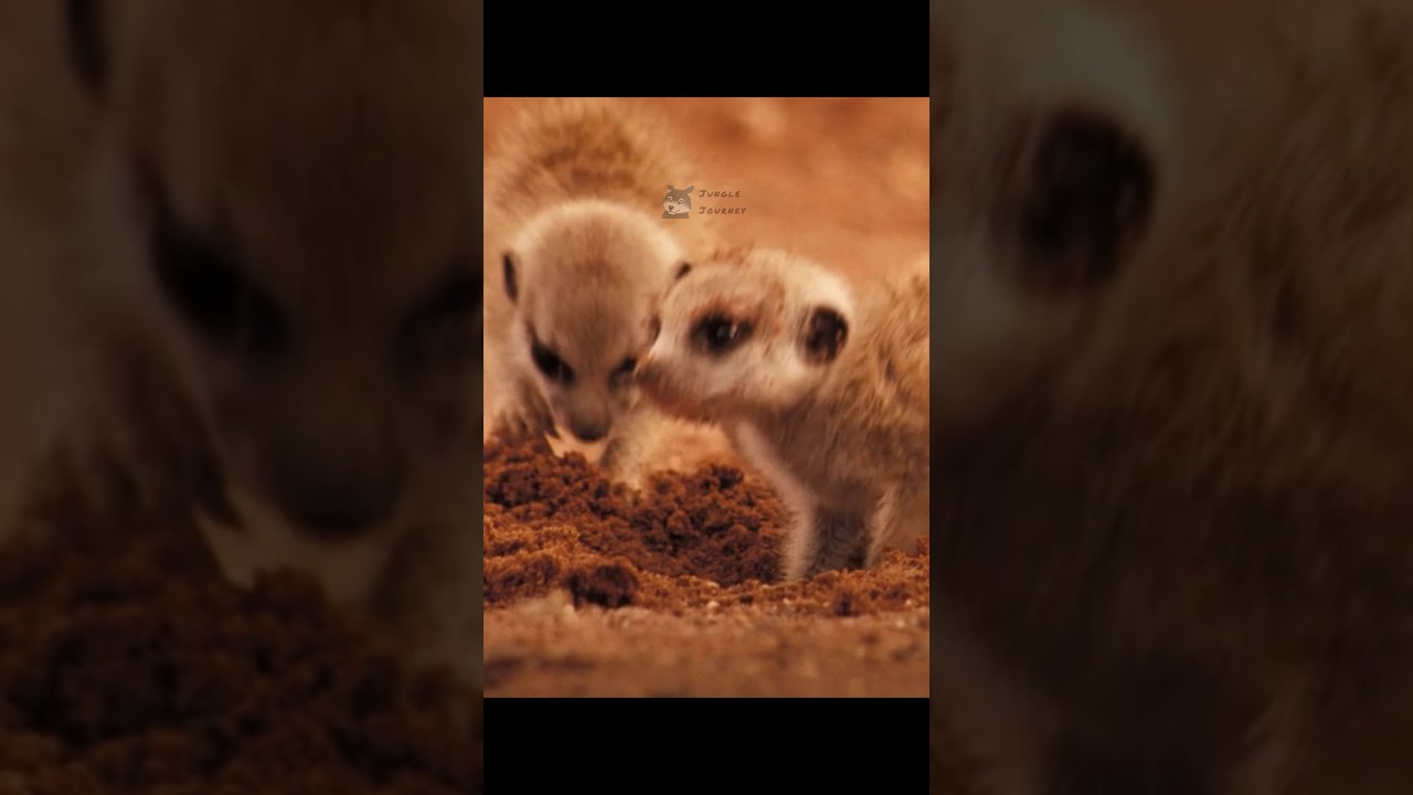 🦦 Best Babysitter Ever‼️🐍