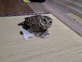 超忙しい人用のフクロウ動画