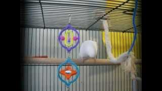 Coconuts Dance & Other Budgie Stuff